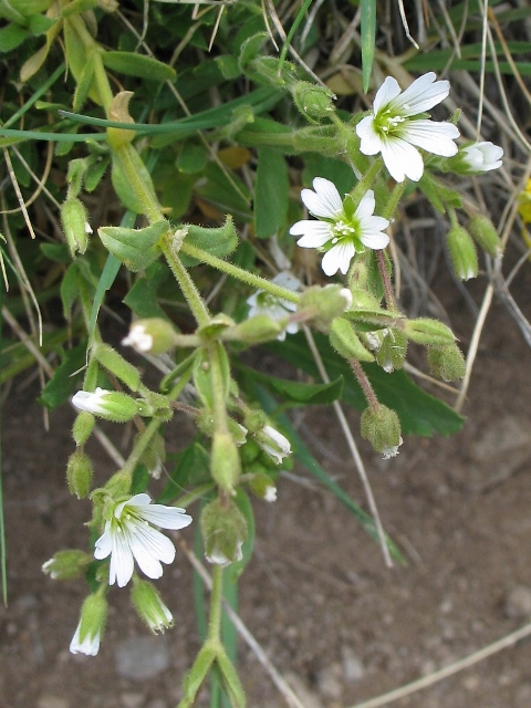 Cerastium berringianum